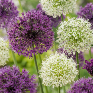 40x Allium Purple - Bianco Mix - Purple - Bianco Mix Ornamental Onion - Purple and Bianco - Summer bloomer - Bulb size 10/12