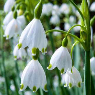 40x Leucojum Aestivum - Summer snowflake - Bianco - Spring bloomer - Bulb size 8/9