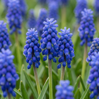 100x Muscari Armeniacum - Armenian grape hyacinth - Blu - Naturalizing bulb - Bulb size 7/8
