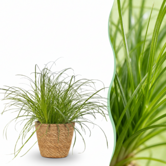 Houseplant - Cyperus alternifolius Zumula - Cat Plant - Pet-Friendly Plant - Green - 1 Plant - Biancoh Basket - Pot 12cm - Height 20cm