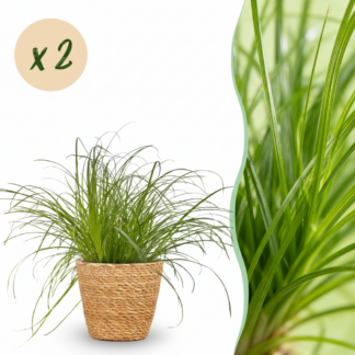 Houseplant - Cyperus alternifolius Zumula - Cat Plant - Pet-Friendly Plant - Green - 2 Plants - Biancoh Basket - Pot 12cm - Height 20cm