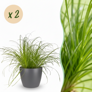 Houseplant - Cyperus alternifolius Zumula - Cat Plant - Pet-Friendly Plant - Green - 2 Plants - Biancoh Potter Grey - Pot 12cm - Height 20cm