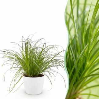 Houseplant - Cyperus alternifolius Zumula - Cat Plant - Pet-Friendly Plant - Green - 1 Plant - Biancoh Potter Bianco - Pot 12cm - Height 20cm