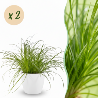Houseplant - Cyperus alternifolius Zumula - Cat Plant - Pet-Friendly Plant - Green - 2 Plants - Biancoh Potter Bianco - Pot 12cm - Height 20cm