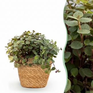 Houseplant - Calissia repens - Cat Grass - Pet Friendly - Green - 1 Plant - Biancoh Basket - Pot 12cm - Height 17-20cm