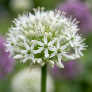 24x Allium Mount Everest - Ail d'ornement Mont Everest - Blanc - Floraison estivale - Calibre 16/18
