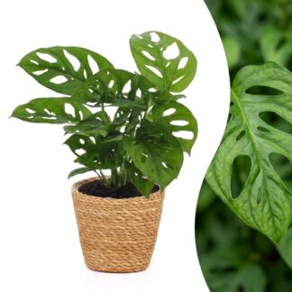 Monstera Adansonii - Monstera Adansonii - 1 Plant - met Mand - Pot 12cm - Hoogte - 25cm