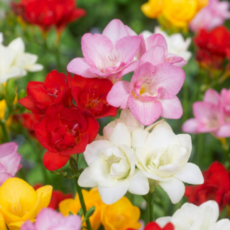320x Freesia Double Mix - Frésia double mélange - Divers - Fleur à couper - Calibre 5/+