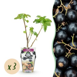 Alocasia 80cm - Kunstplant - Artificial plant