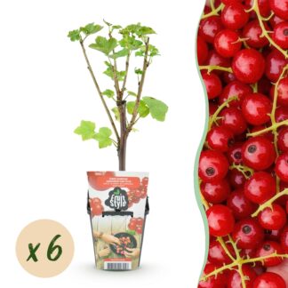Fruitplanten - Rode Bes - Ribes rubrum Jonkheer van Tets - Winterhard - 6 Planten - Pot 9 cm - Rode Bes