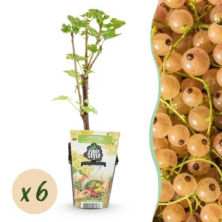 Fruitplanten - Wiite Bes - Ribes rubrum Biancote Hollander - Winterhard - 6 Planten - Pot 9 cm - Biancote Bes