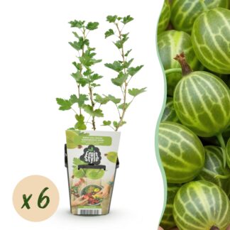 Fruitplanten - Kruisbes - Ribes uva-crispa Hinnonmaki Grun - Winterhard - 6 Planten - Pot 9 cm - Groene Bes