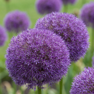 16x Allium Pinball Wizard - Ail ornemental Pinball Wizard - Violet - Floraison estivale - Calibre 18/20