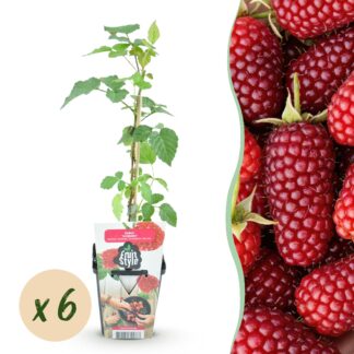 Fruitplanten - Taybes - Rubus Tayberry - Winterhard - 6 Planten - Pot 9 cm - Rode Bes