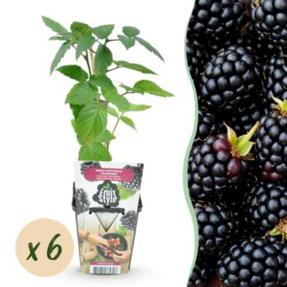 Fruitplanten - Doornloze Braam - Rubus Thornfree - Winterhard - 6 Planten - Pot 9 cm - Zwarte Braam