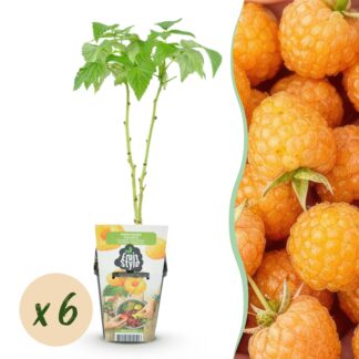 Fruitplanten - Framboos - Rubus idaeus Fallgold - Winterhard - 6 Planten - Pot 9 cm - Gele Framboos