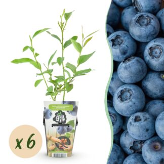 Fruitplanten - Blu Bes - Vaccinium corymbossum Goldtraube - Winterhard - 6 Planten - Pot 9 cm - Blu Bes