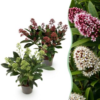 Terrasplant - Skimmia japonica Duo - Bloem Bianco & Rood - 10+ Bloemen - 2 Planten - Winterhard - Pot 10,5cm Hoogte 25cm