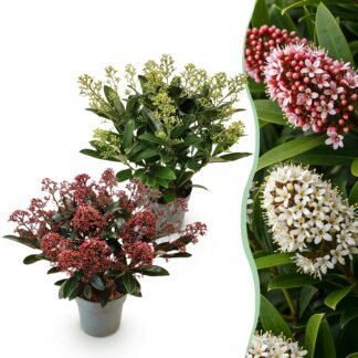 Terrasplant - Skimmia japonica Duo - Bloem Bianco & Rood - 15+ Bloemen - 2 Planten - Winterhard - Pot 15cm Hoogte 30cm
