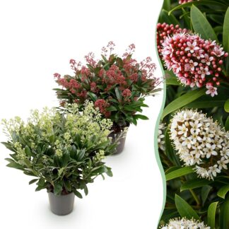 Terrasplant - Skimmia japonica Duo - Bloem Bianco & Rood - 40+ Bloemen - 2 Planten - Winterhard - Pot 19cm Hoogte 60cm