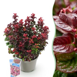 Tuinplant - Leucothoe Curly Red - Rood - 1 Plant - Groenblijvend - Weinig Onderhoud - Pot 17cm Hoogte 40cm