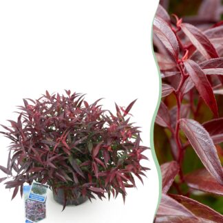 Tuinplant - Leucothoe Burning Love - Rood - 1 Plant - Groenblijvend - Weinig Onderhoud - Pot 17cm Hoogte 45cm
