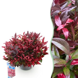 Tuinplant - Leucothoe Zeblid - Rood - 1 Plant - Groenblijvend - Weinig Onderhoud - Pot 17cm Hoogte 45cm