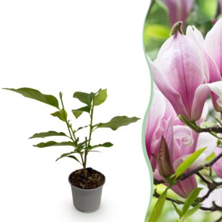 Tuinplant - Magnolia George Henry Kern - Bloem Roze - 1 Plant - Bladverliezend - Weinig Onderhoud - Pot 12cm Hoogte 30cm