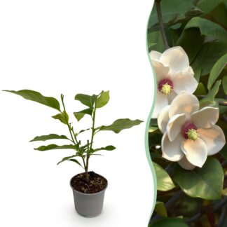 Tuinplant - Magnolia sieboldii - Bloem Bianco-Rood - 1 Plant - Bladverliezend - Weinig Onderhoud -Pot 12cm Hoogte 30cm