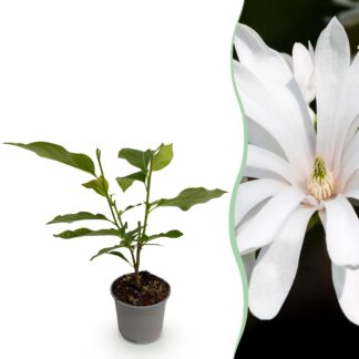 Tuinplant - Magnolia stellata Royal Star - Bloem Bianco - 1 Plant - Bladverliezend - Weinig Onderhoud - Pot 12cm Hoogte 30cm