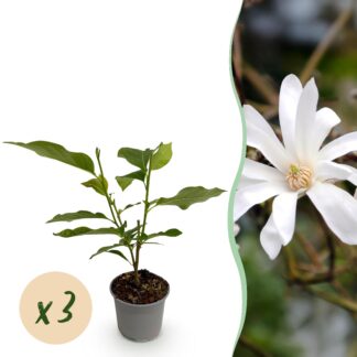 Tuinplant - Magnolia stellata - Bloem Bianco - 3 Planten - Bladverliezend - Weinig Onderhoud - Pot 12cm Hoogte 30cm