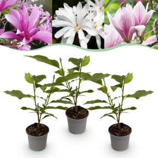 Tuinplant - Magnolia Tricolour - Bloem Bianco-Roze-Paars - 3 Planten - Bladverliezend - Weinig Onderhoud - Pot 12cm Hoogte 30cm