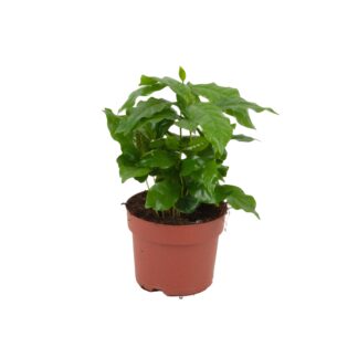 Coffea Arabica - Vaso  12 cm - Height: 20 - 25 cm