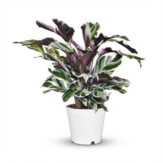 Calathea Fushion Bianco - Vaso  14 cm - Height: 35 - 40 cm