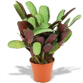 Ctenanthe Amagris - Vaso  14 cm - Height: 35 - 40 cm