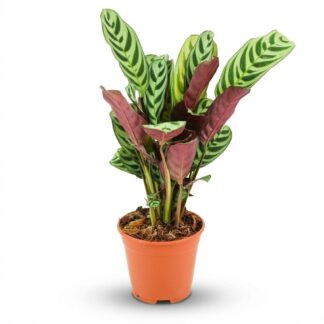 Ctenathe Burle-Marxii - Vaso  14 cm - Height: 35 - 40 cm