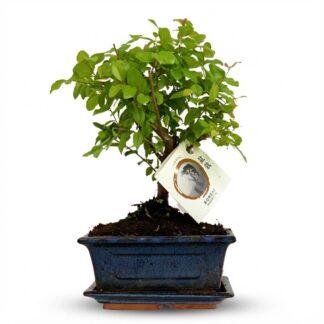 Bonsai Ball Shape Tree - Height: 25-30 cm (mix ceramics)