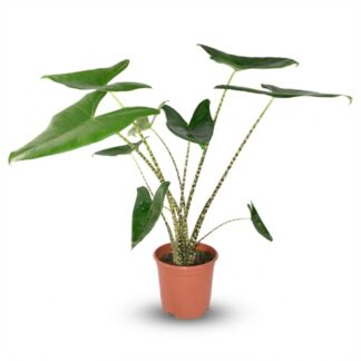Alocasia Zebrina - Vaso  21 cm - Height: 70 - 75 cm