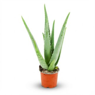 Aloë Vera - Vaso  10,5 cm - Height: 35 - 40cm
