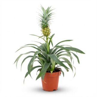 Pineapple Plant Mi Amigo - Vaso  12 cm - Height: 35 - 40 cm