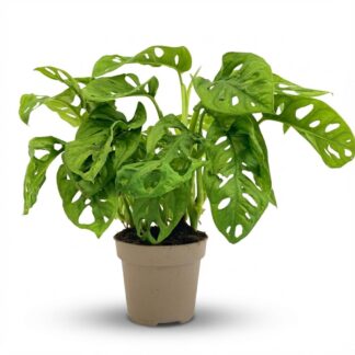 Monstera Adansonii Monkey Mask - Vaso  12 cm - Height: 25-35cm