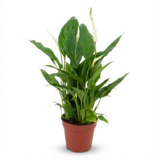 Spathiphyllum - Vaso  12 cm - Height: 35 - 40 cm