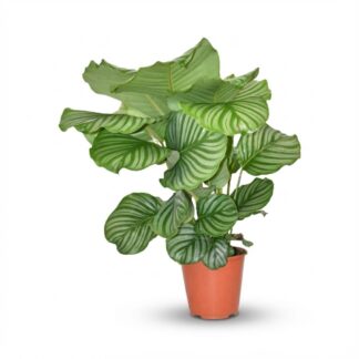 Calathea Orbifolia - Vaso  19 cm - Height: 60cm