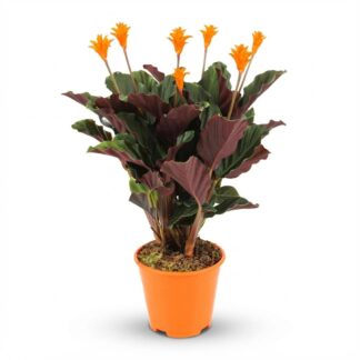 Calathea Crocata - Vaso  14 cm - Height: 40 - 45cm