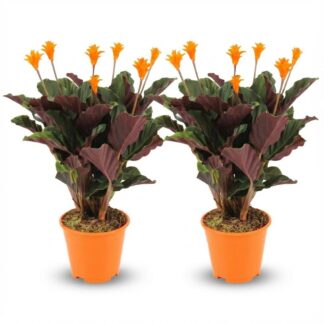 Calathea Crocata - 2 Pieces - Vaso  14 cm - Height: 40 - 45cm