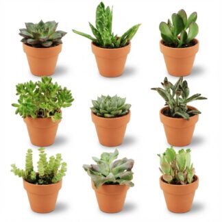 Mini Succulent Mix - 9 Pieces - Vaso 8,1 cm - Height: 5-10 cm - Terracotta Pots