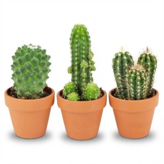 Mini Cactus Mix - 3 Pieces - Vaso 8,1 cm - Height: 5-10 cm - Terracotta Pots