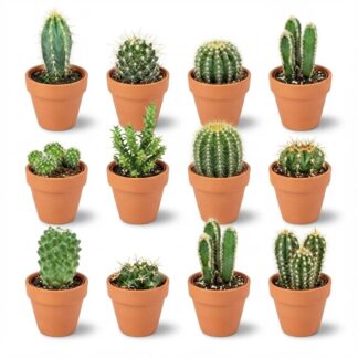 Mini Cactus Mix - 12 Pieces - Vaso 8,1 cm - Height: 5-10 cm - Terracotta Pots