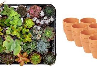 Mini Succulent Mix - 30 Pieces - Vaso 8,1 cm - Height: 5-10 cm - Terracotta Pots