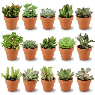 Mini Succulent Mix - 15 Pieces - Vaso 8,1 cm - Height: 5-10 cm - Terracotta Pots